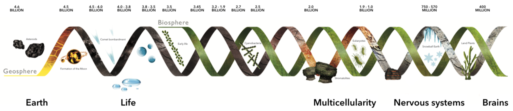 timeline-evolutionary-transitions-in-cognition