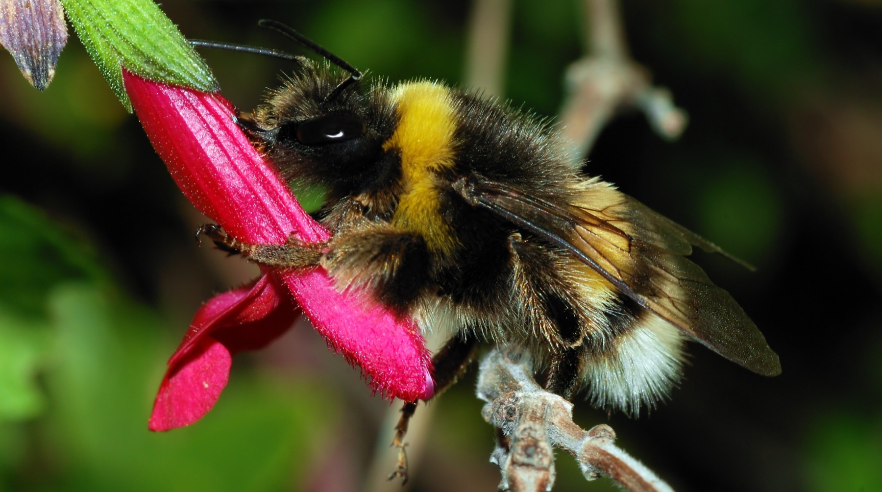 bumblebee_october_2007-3a.jpg
